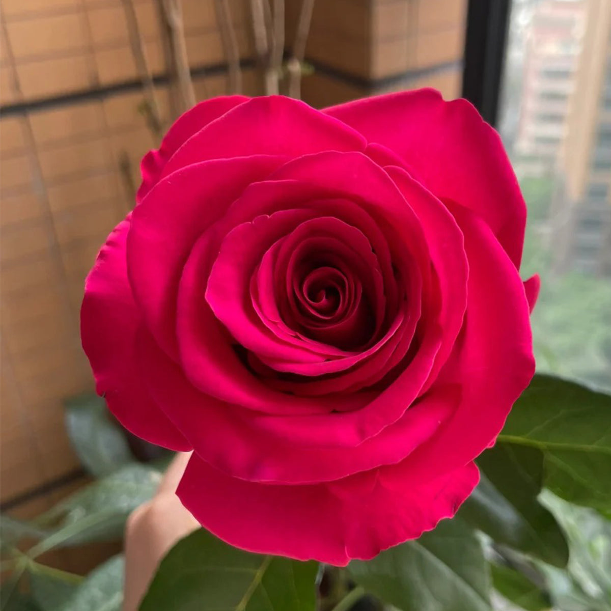 Dutch Florist Shrub Rose Inspired by Pink Floyd