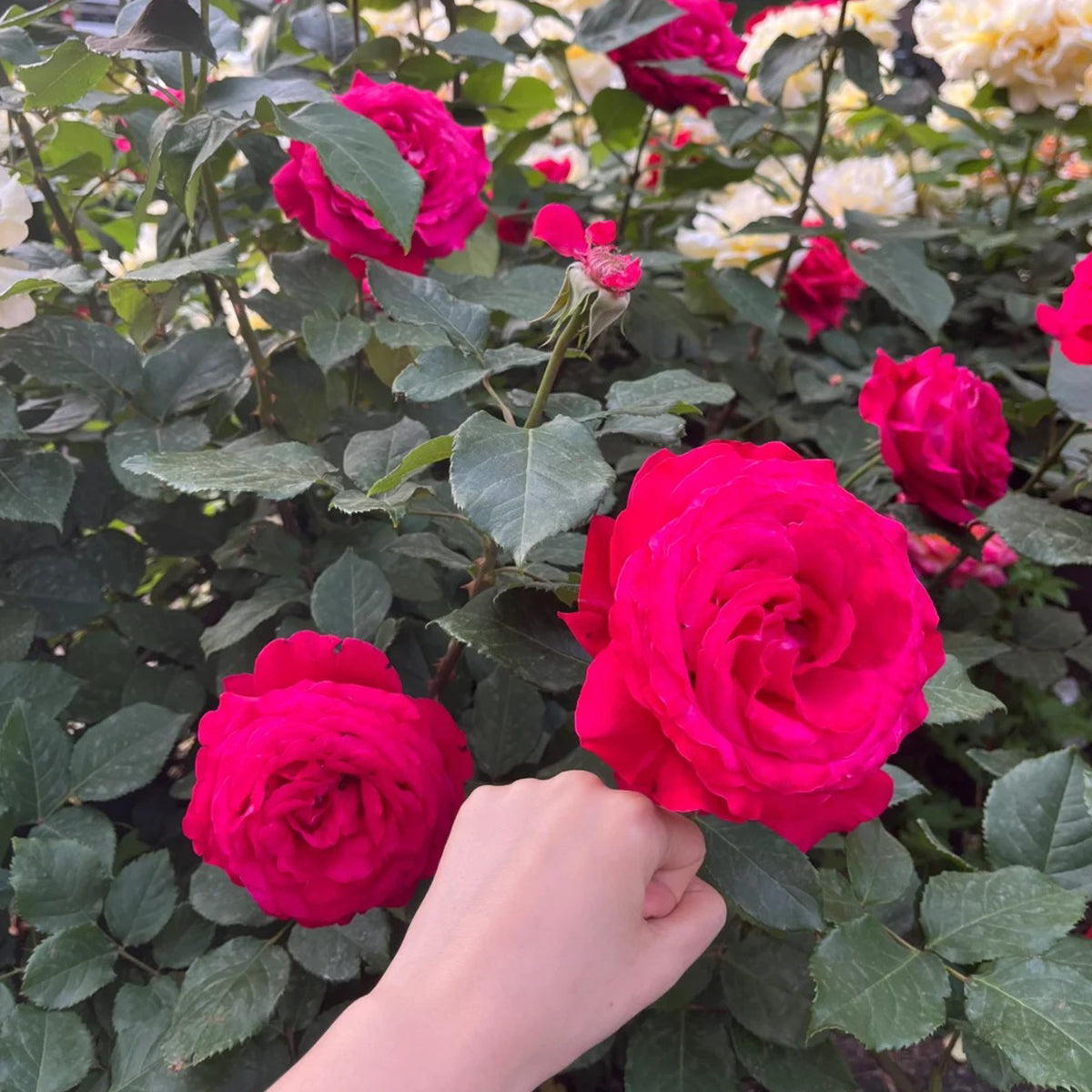 Dutch Florist Shrub Rose Inspired by Pink Floyd