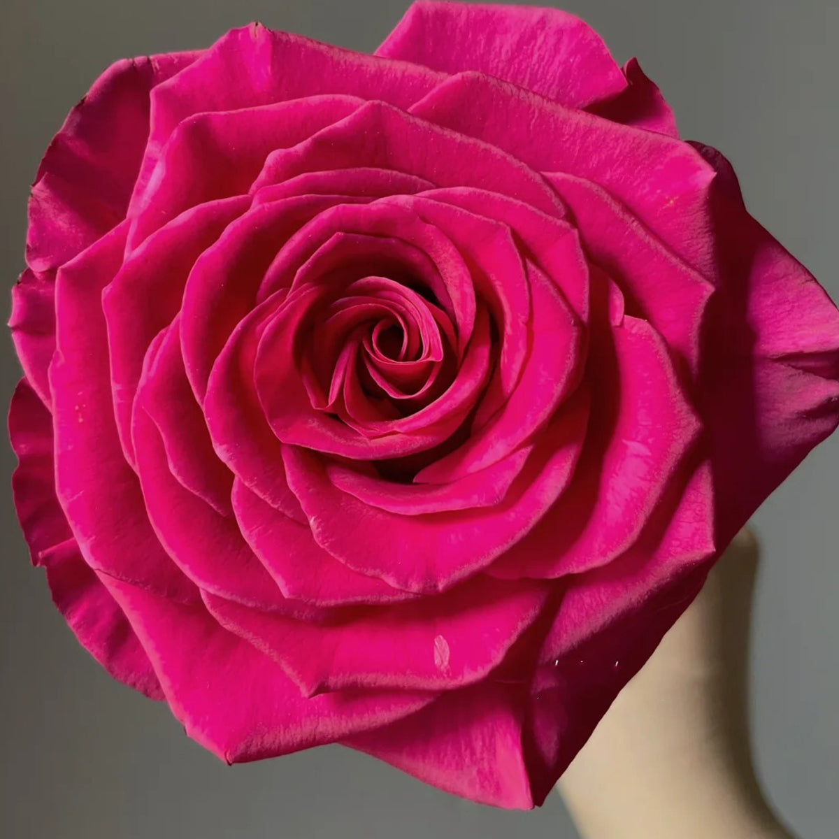 Dutch Florist Shrub Rose Inspired by Pink Floyd