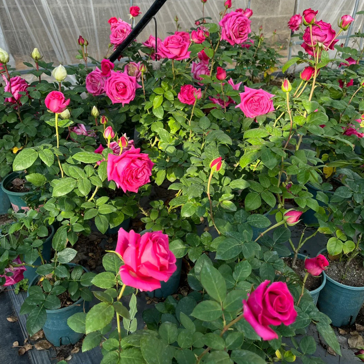 Dutch Florist Shrub Rose Inspired by Pink Floyd