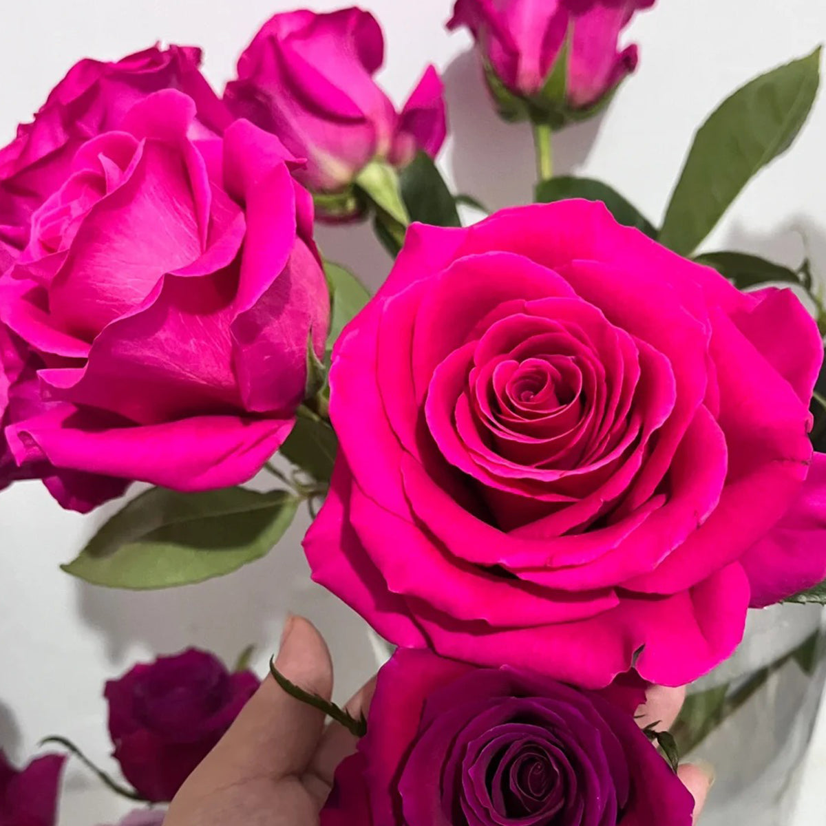 Dutch Florist Shrub Rose Inspired by Pink Floyd