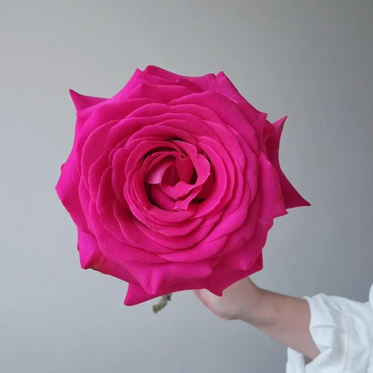 Dutch Florist Shrub Rose Inspired by Pink Floyd