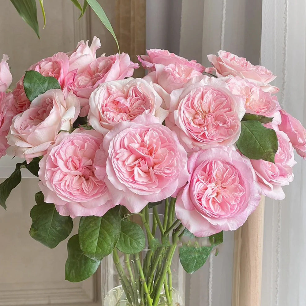Pink Fragrance Dutch Florist Shrub Rose