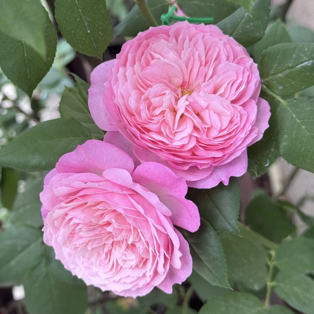 Pink Fragrance Dutch Florist Shrub Rose