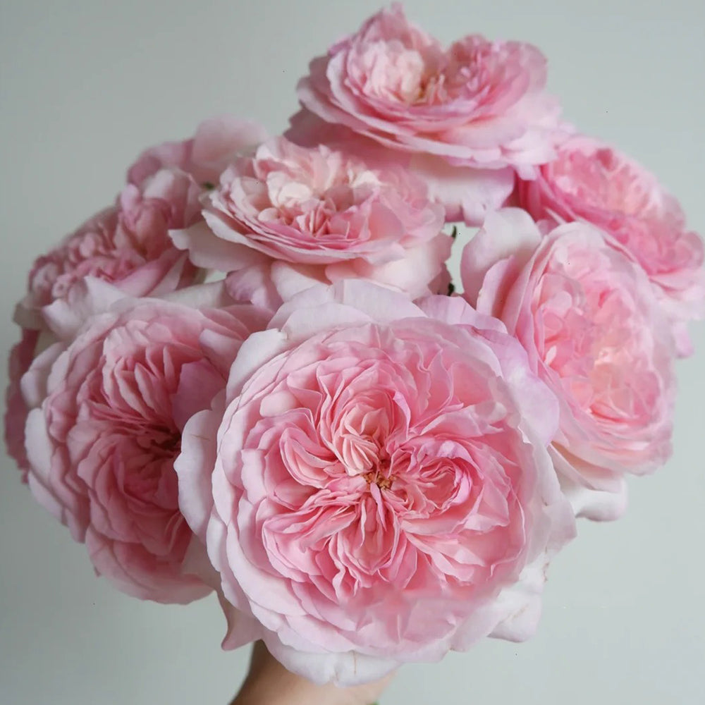 Pink Fragrance Dutch Florist Shrub Rose