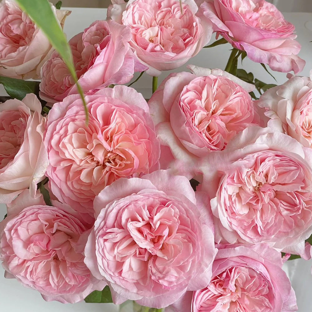 Pink Fragrance Dutch Florist Shrub Rose
