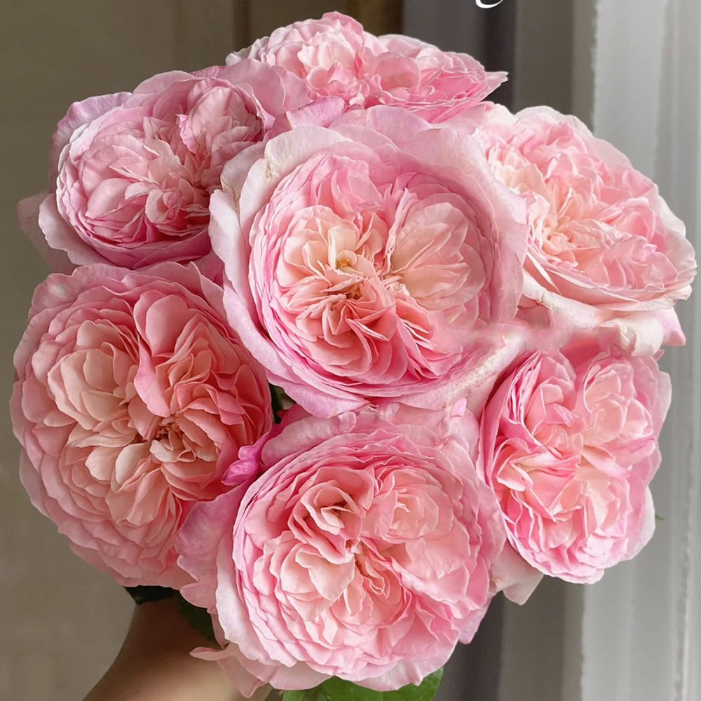 Pink Fragrance Dutch Florist Shrub Rose