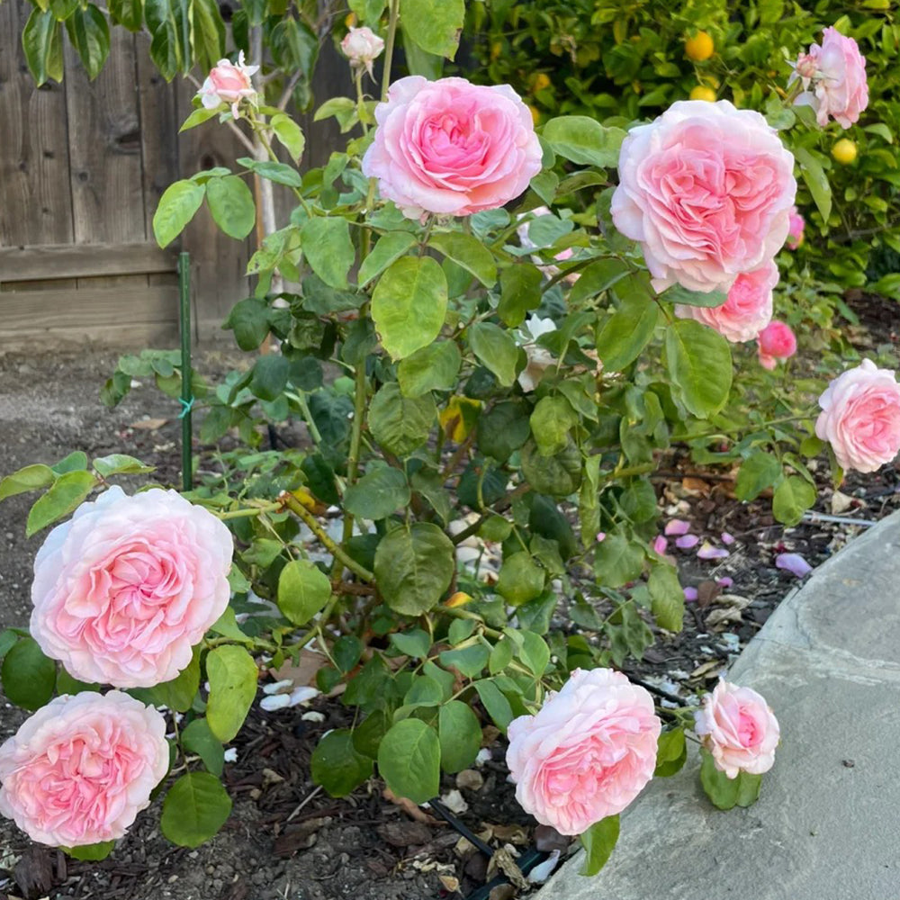 Pink Fragrance Dutch Florist Shrub Rose