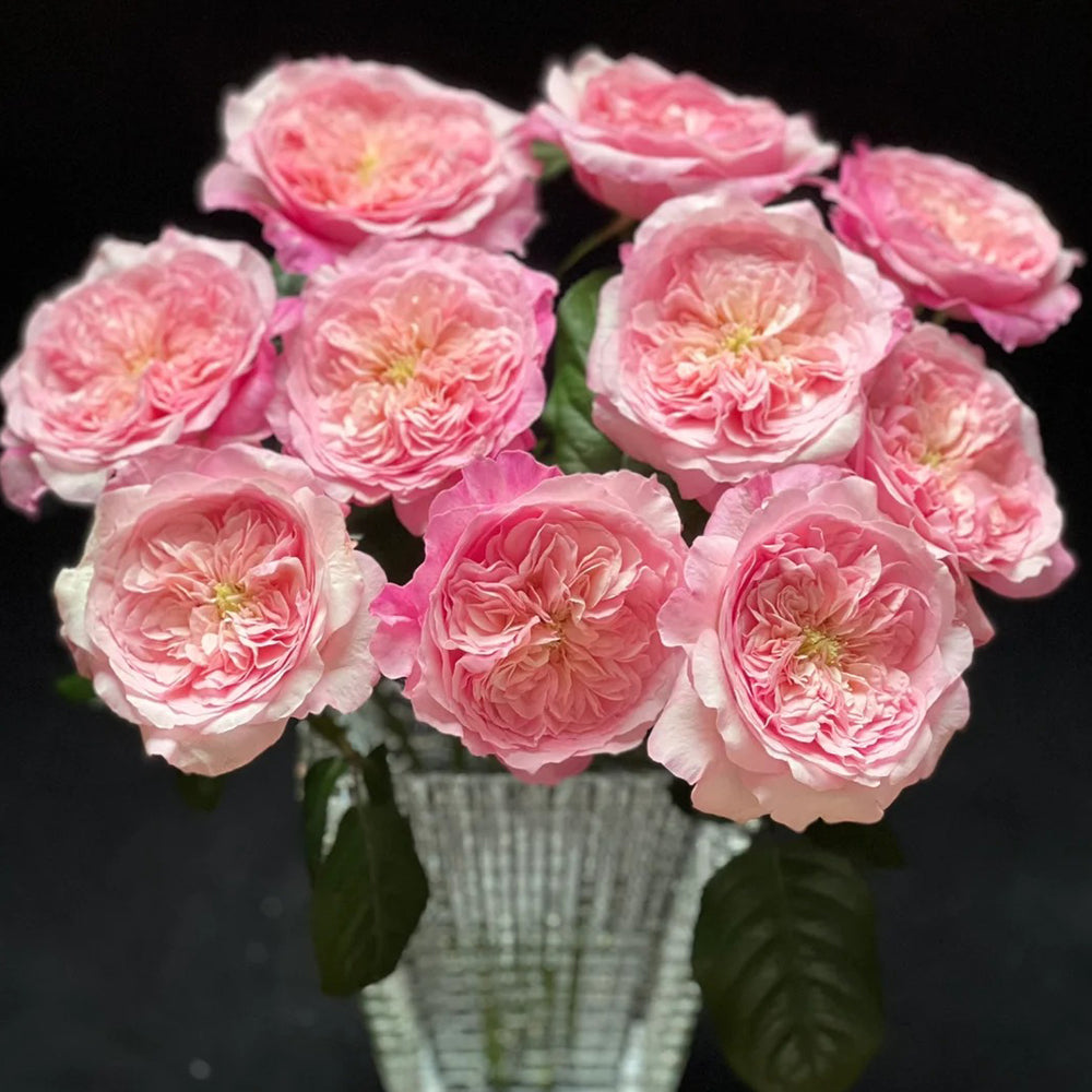 Pink Fragrance Dutch Florist Shrub Rose