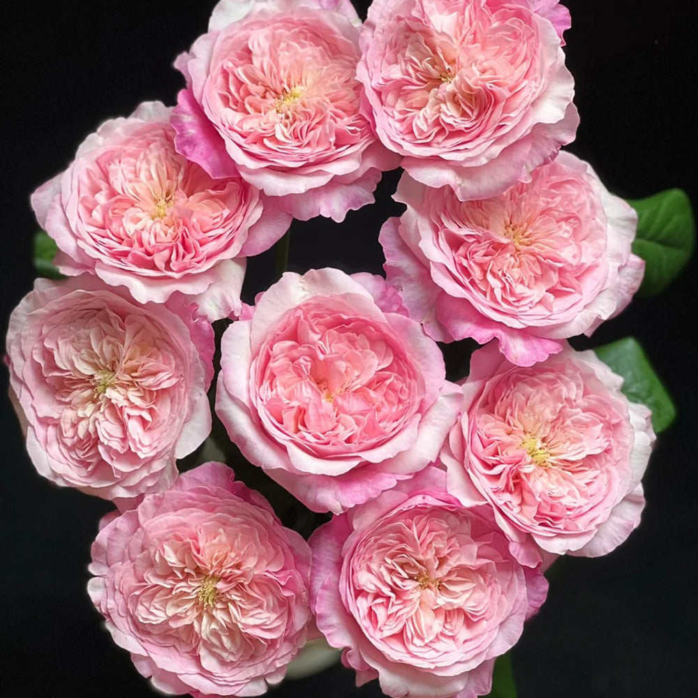 Pink Fragrance Dutch Florist Shrub Rose