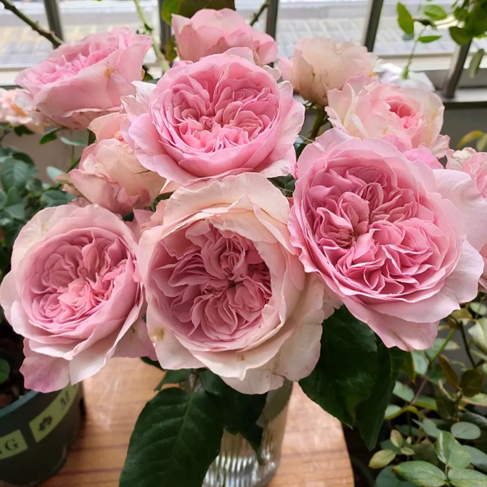 Pink Fragrance Dutch Florist Shrub Rose