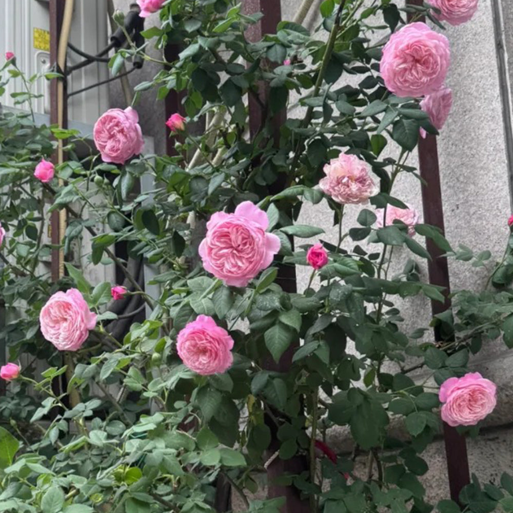 Pink Fragrance Dutch Florist Shrub Rose