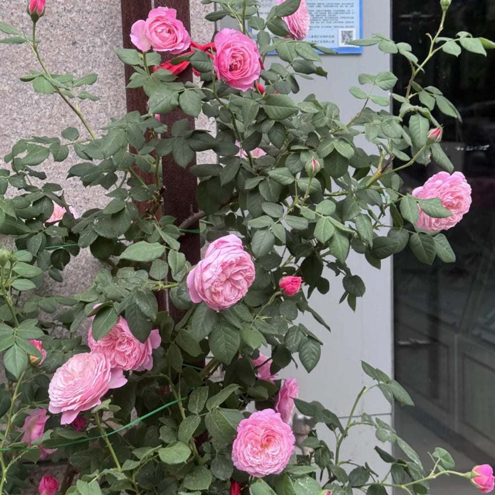 Pink Fragrance Dutch Florist Shrub Rose