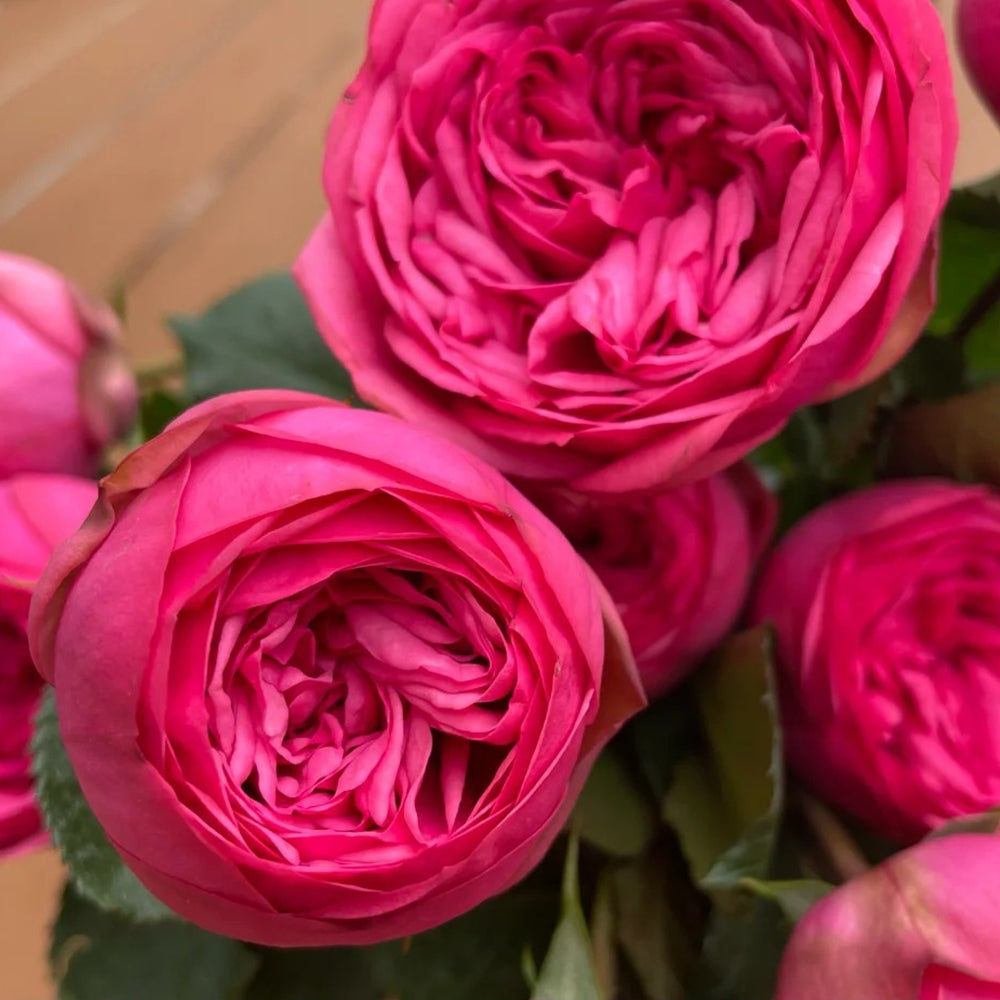 German Florist Shrub Rose Inspired by Pink Piano