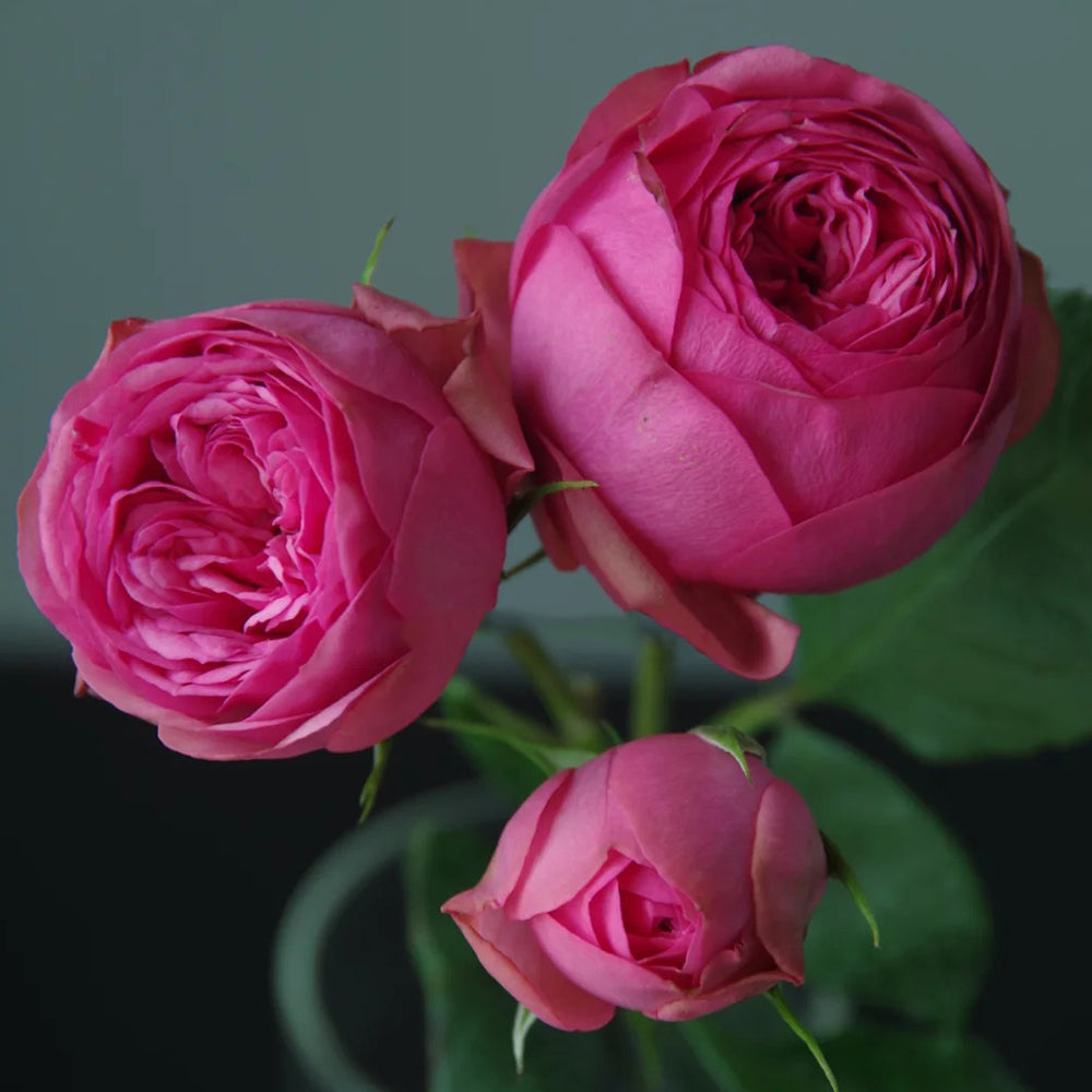 German Florist Shrub Rose Inspired by Pink Piano