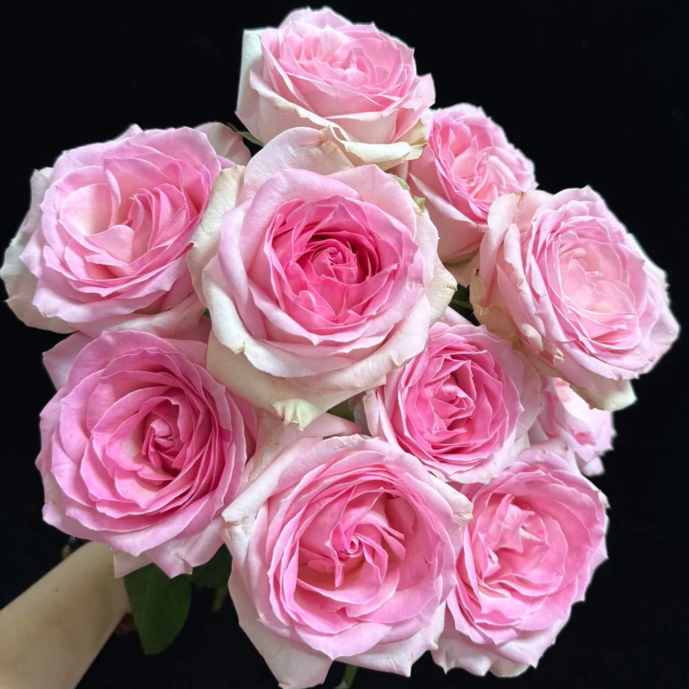 Pink Snow Netherlands Florist Shrub Rose Bush For Sale
