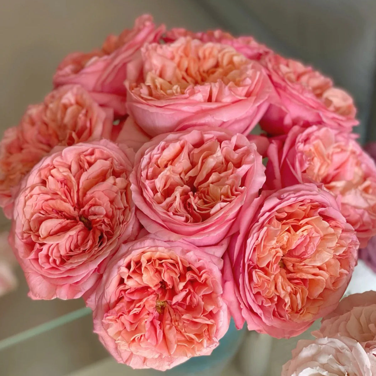 Pink X-pression Dutch Florist Shrub Rose