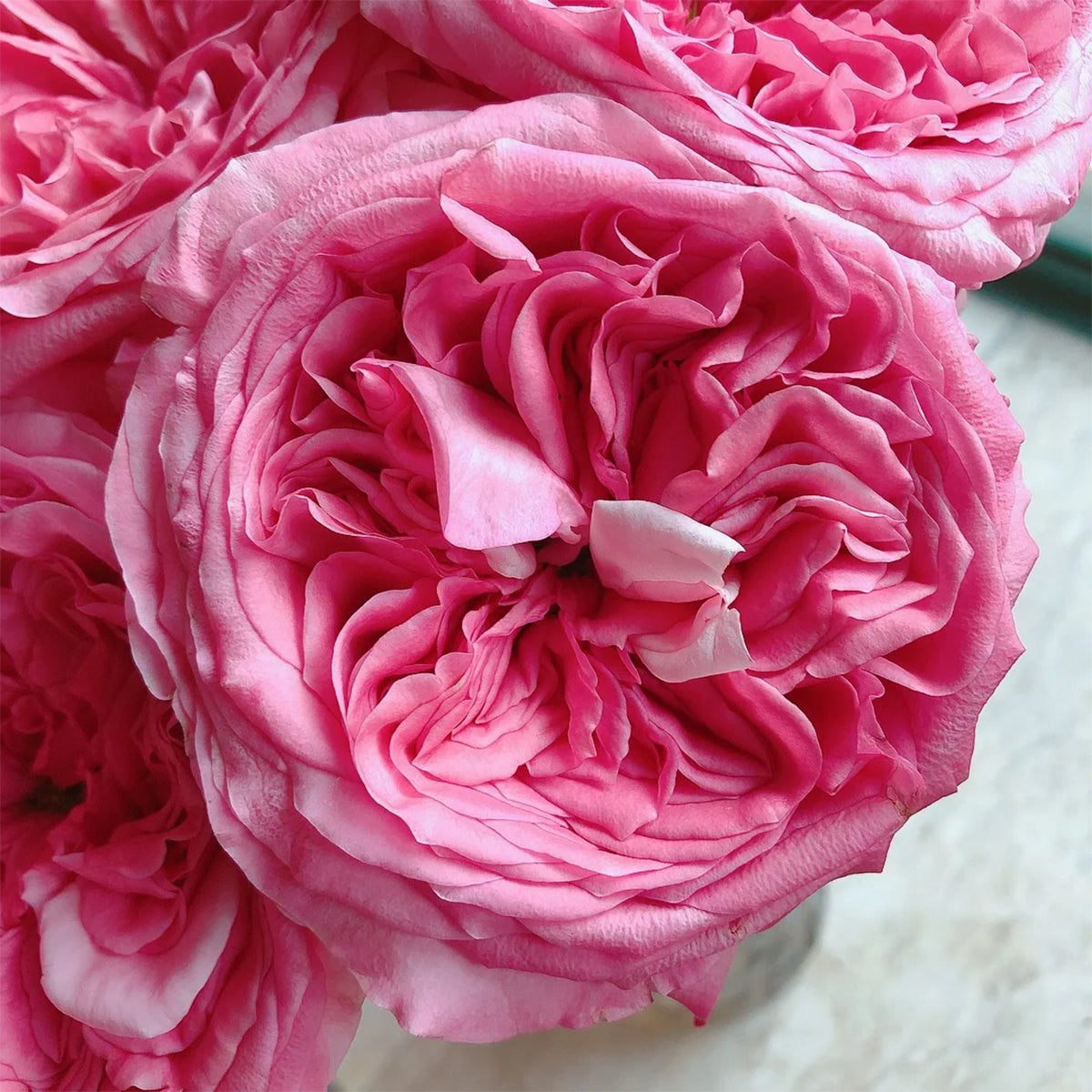 Pink X-pression Dutch Florist Shrub Rose