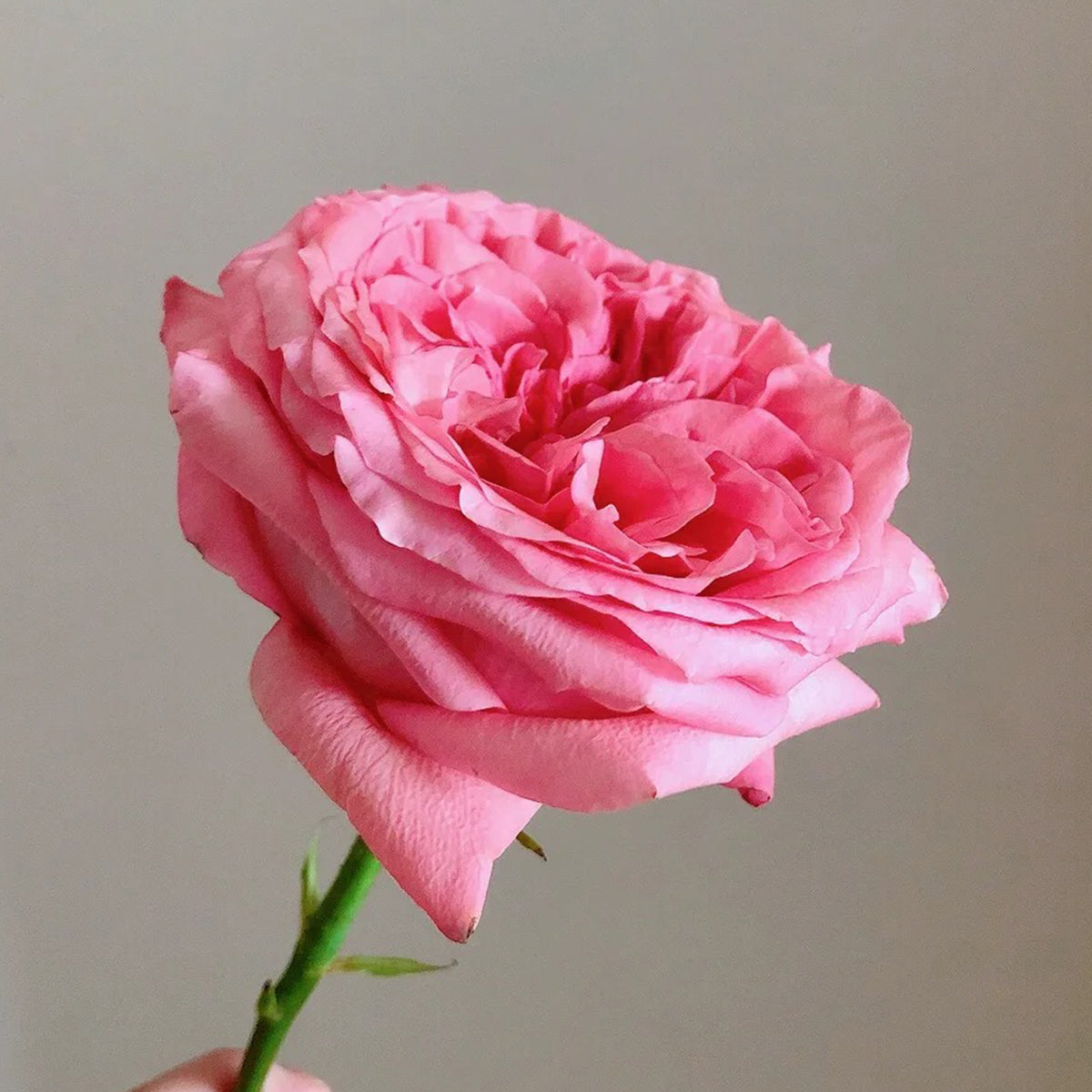 Pink X-pression Dutch Florist Shrub Rose