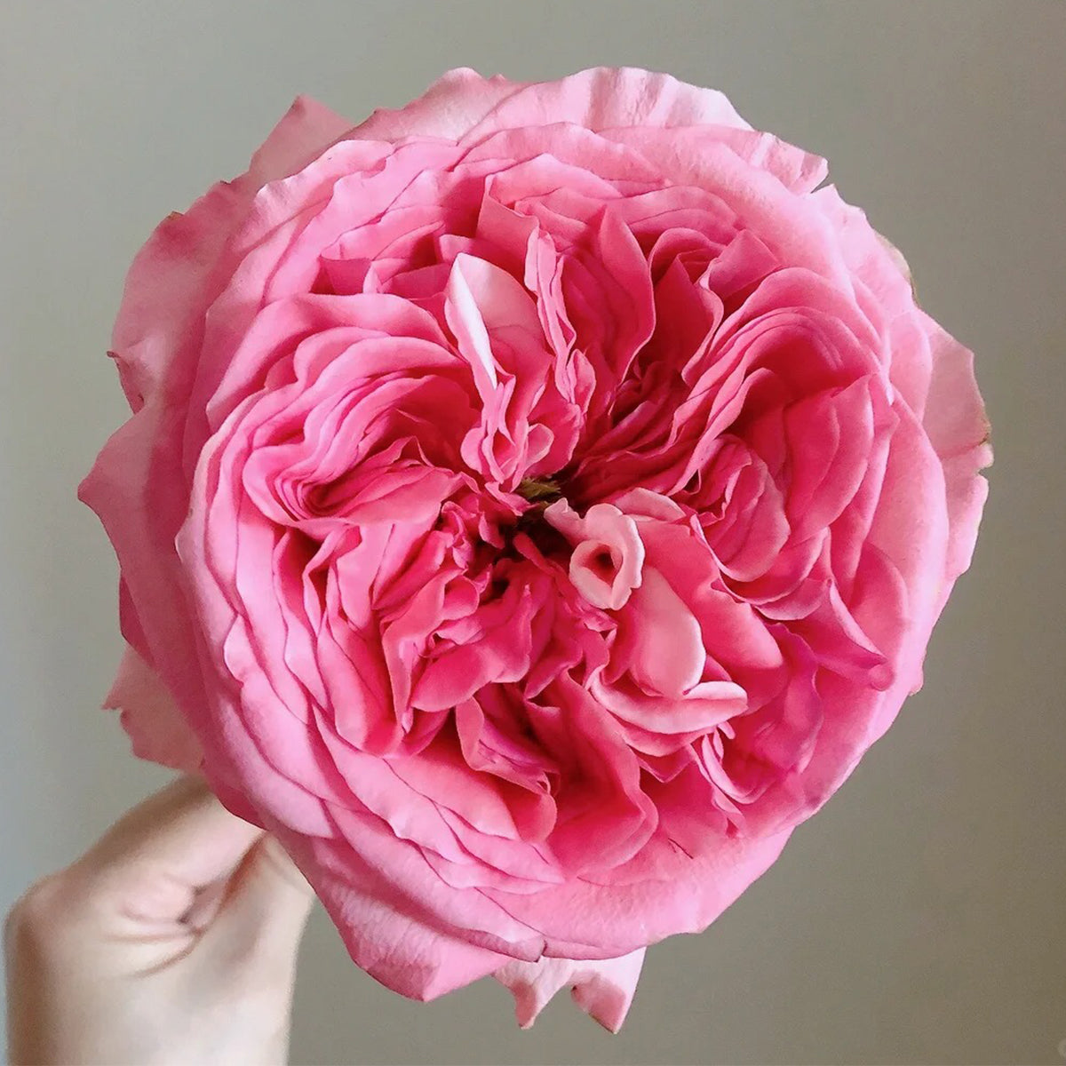 Pink X-pression Dutch Florist Shrub Rose