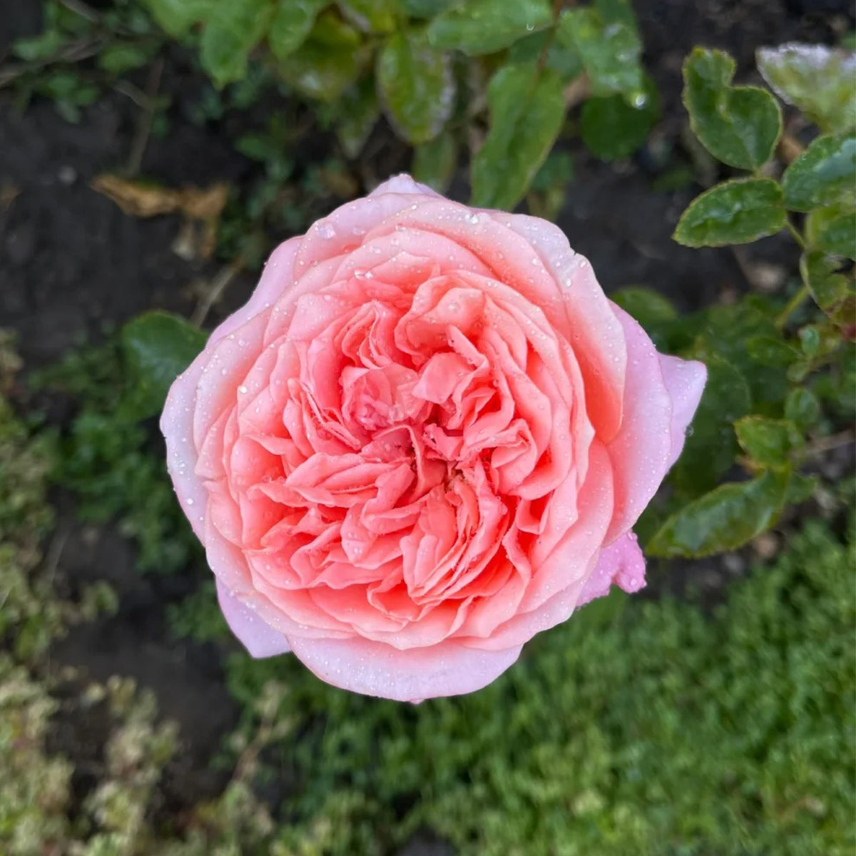 Pink X-pression Dutch Florist Shrub Rose