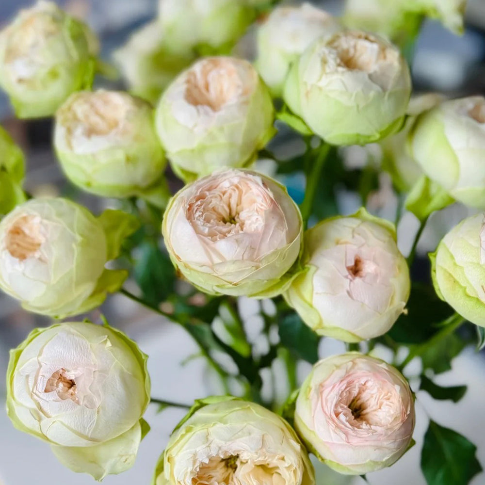 Pinky Pie German Florist Shrub Rose