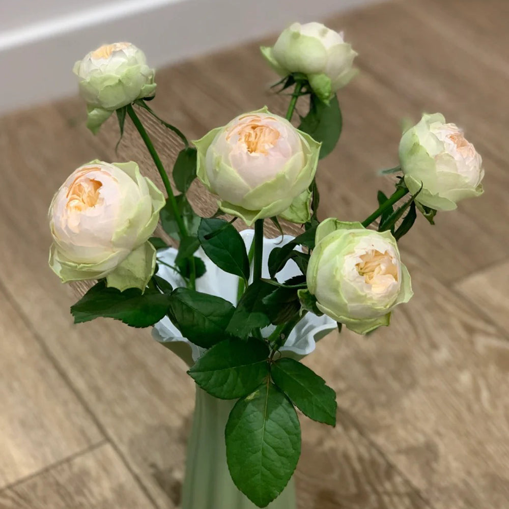 Pinky Pie German Florist Shrub Rose