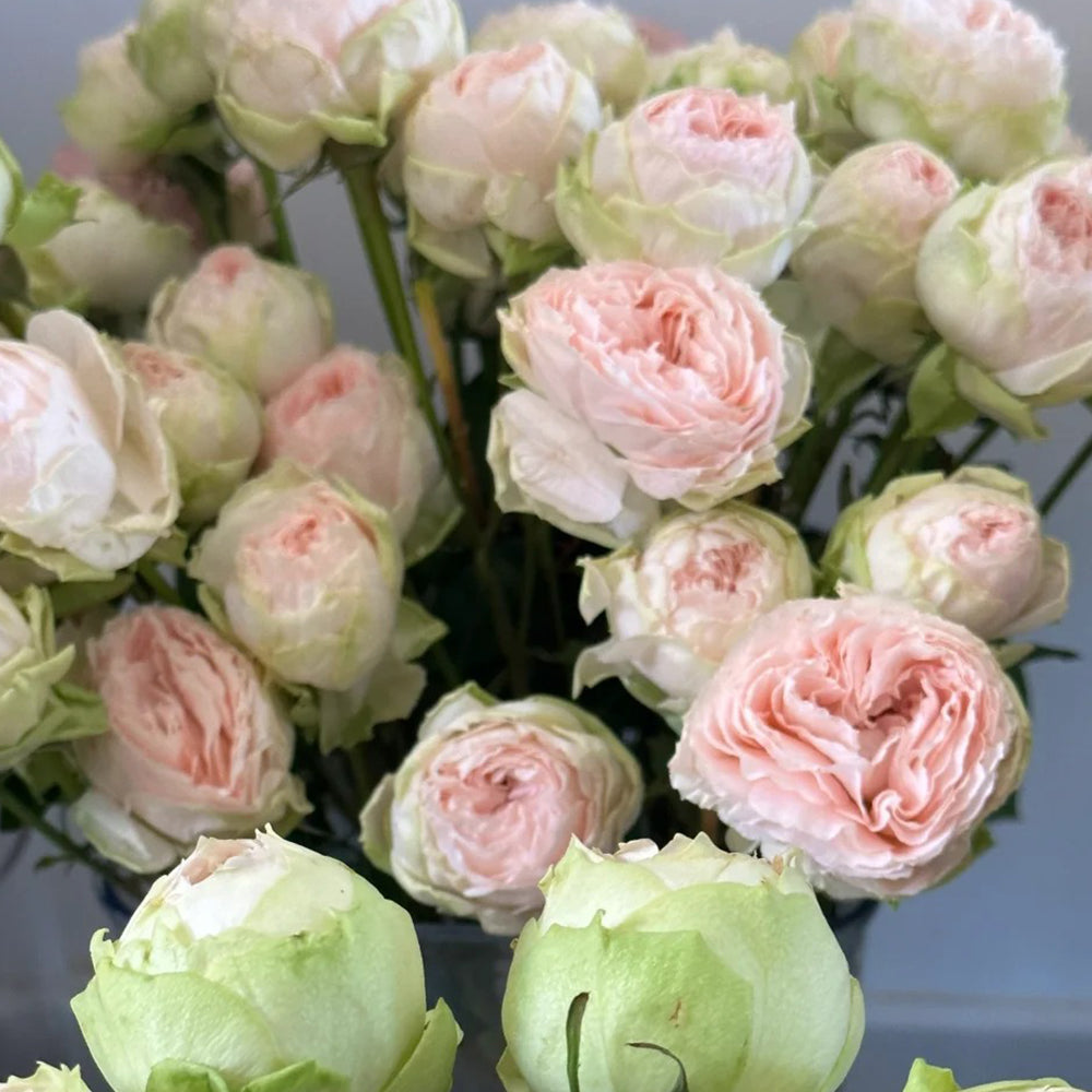 Pinky Pie German Florist Shrub Rose