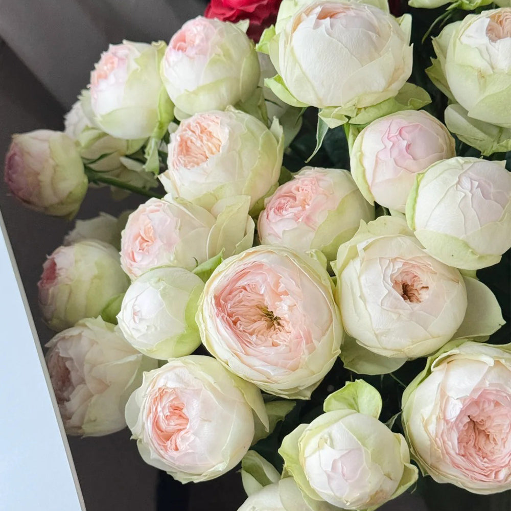 Pinky Pie German Florist Shrub Rose