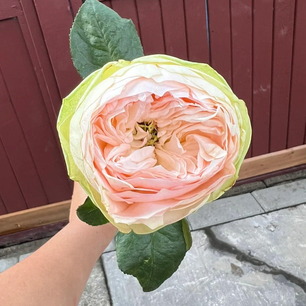 Pinky Pie German Florist Shrub Rose