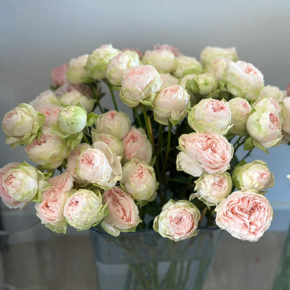 Pinky Pie German Florist Shrub Rose