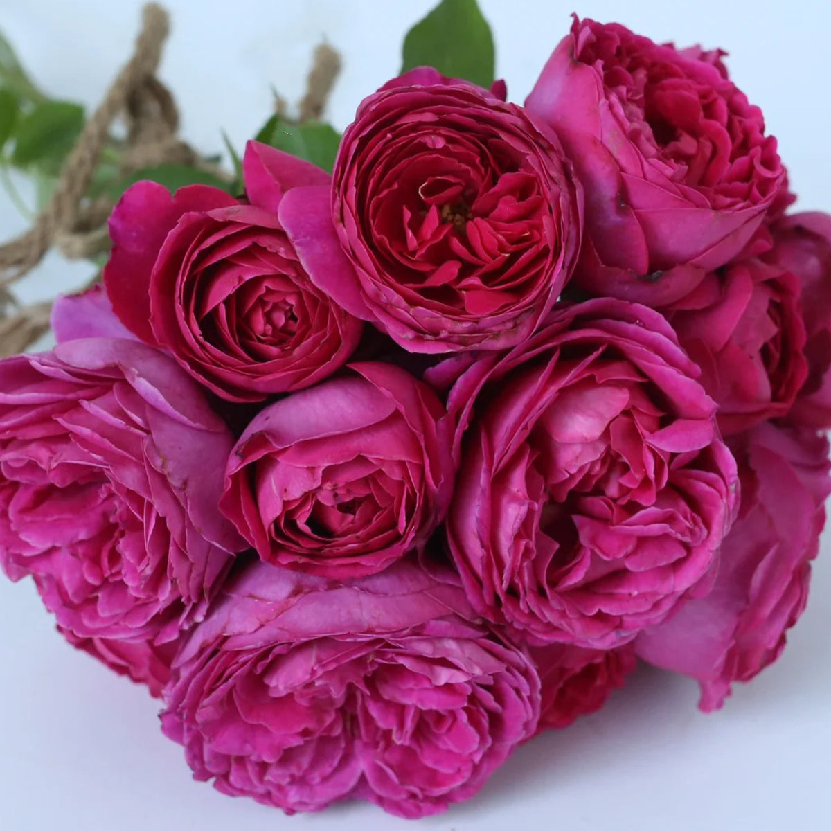 Plum Pudding Japanese Florist Shrub Rose