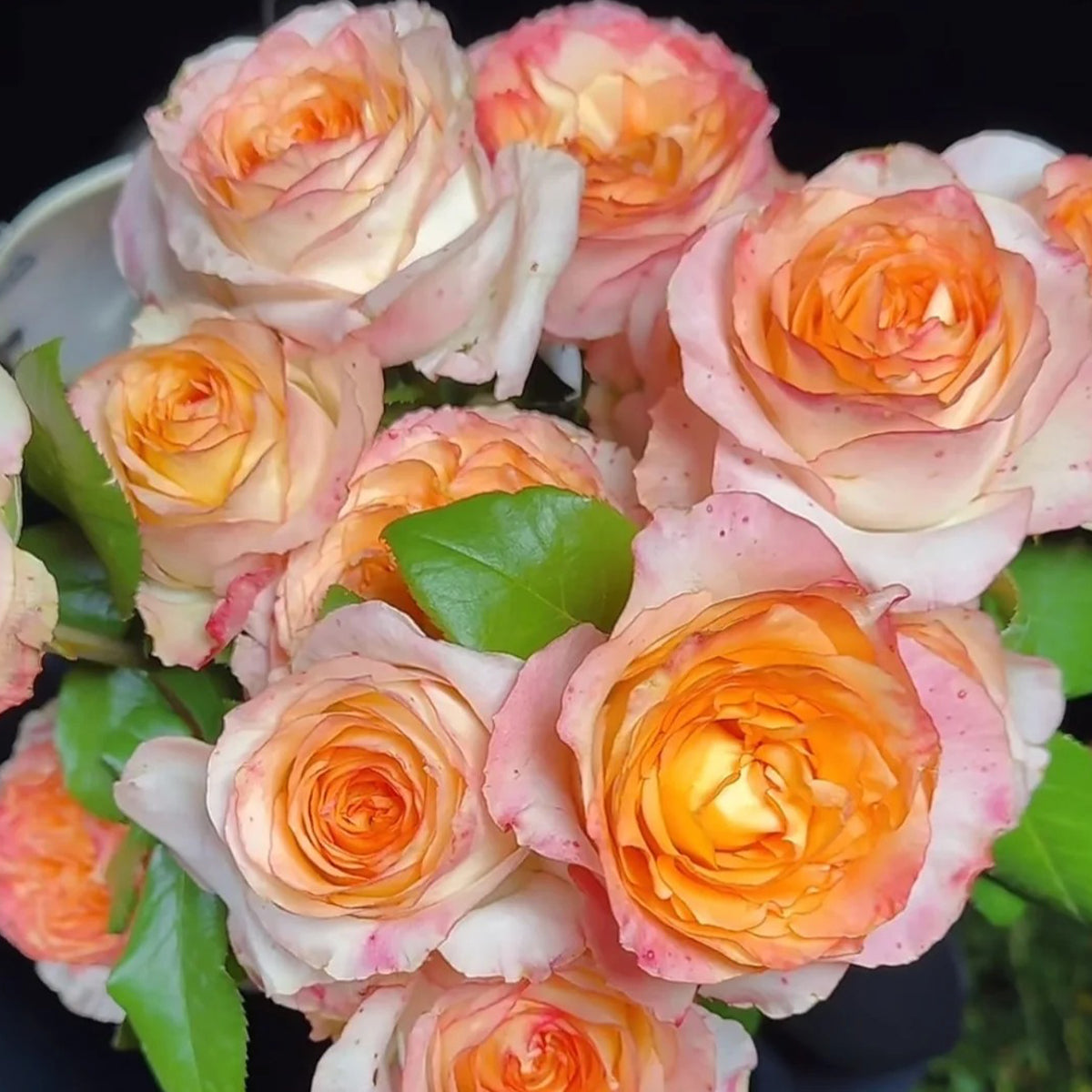 Poetica Dutch Florist Shrub Rose