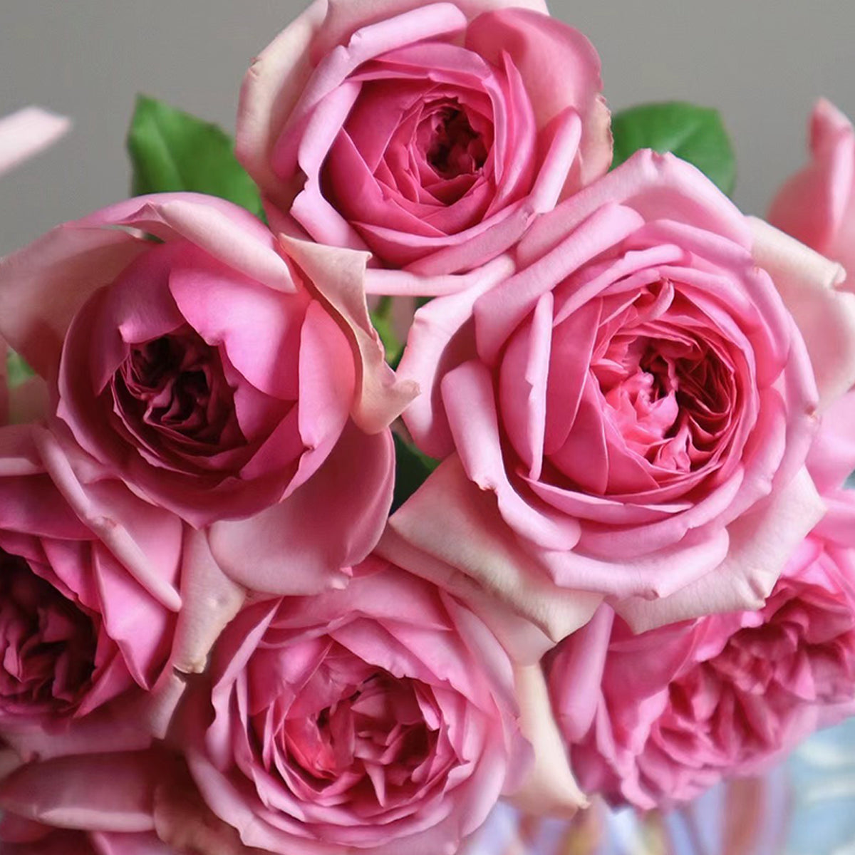 French Garden Shrub Rose Inspired by Pompadour