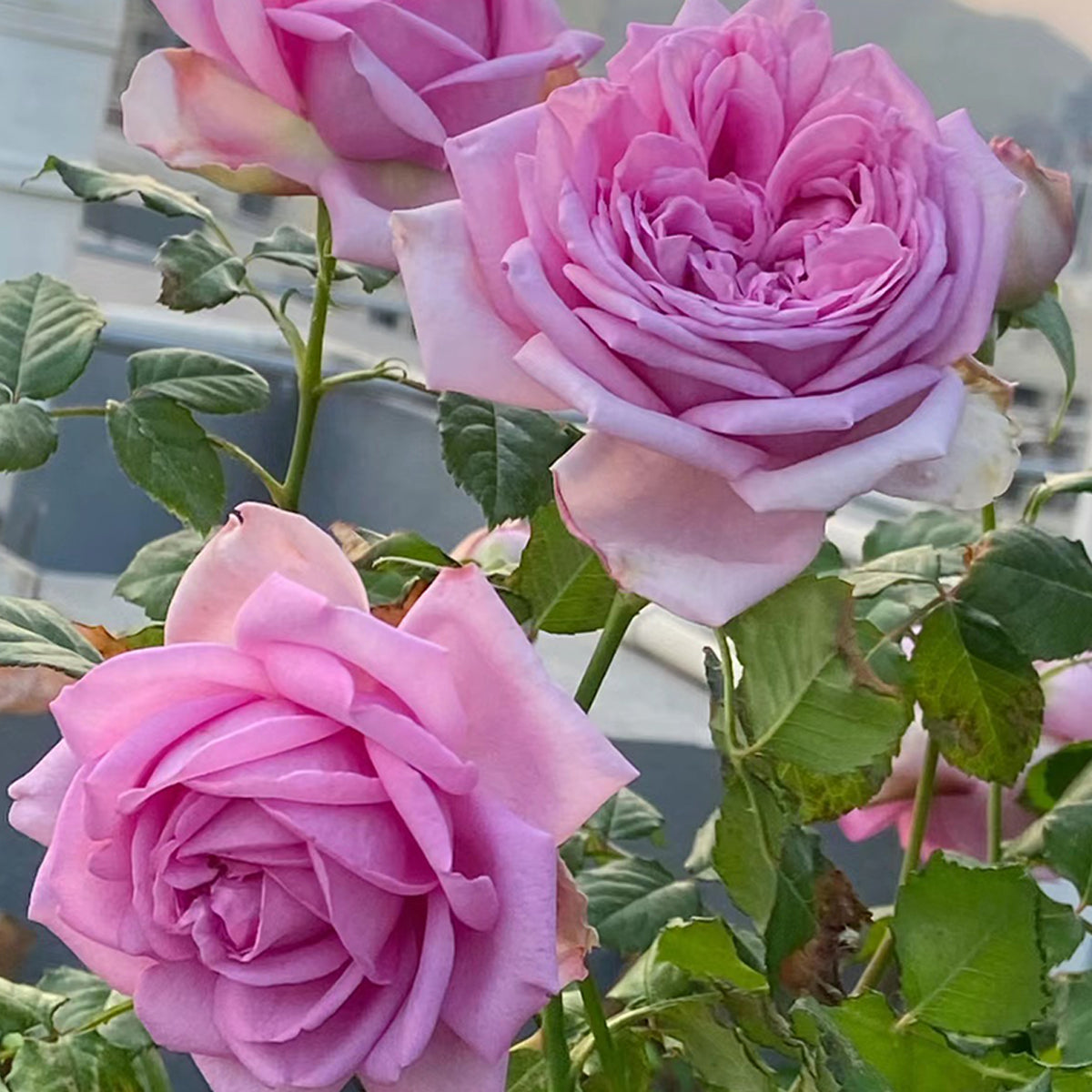French Garden Shrub Rose Inspired by Pompadour