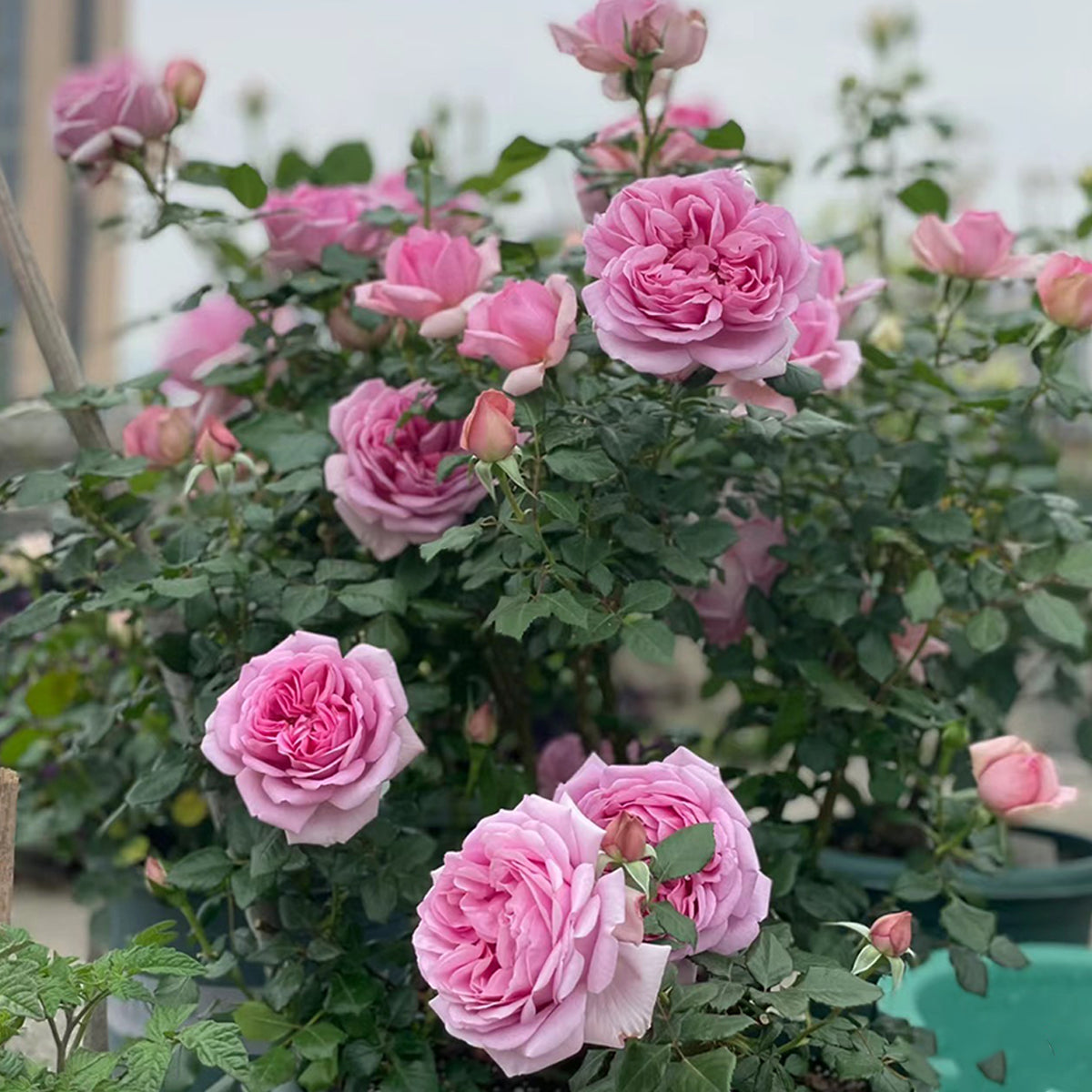 French Garden Shrub Rose Inspired by Pompadour