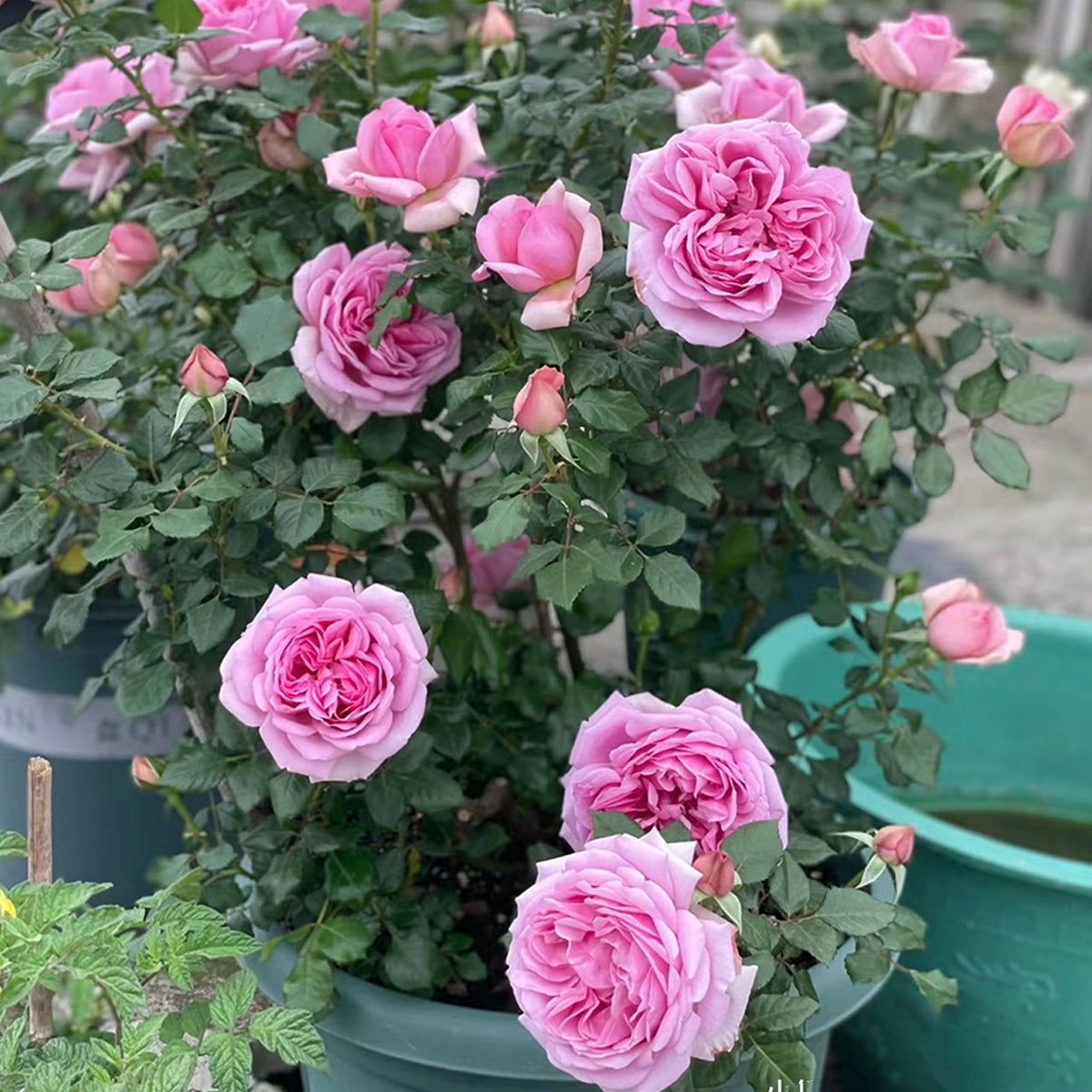 French Garden Shrub Rose Inspired by Pompadour