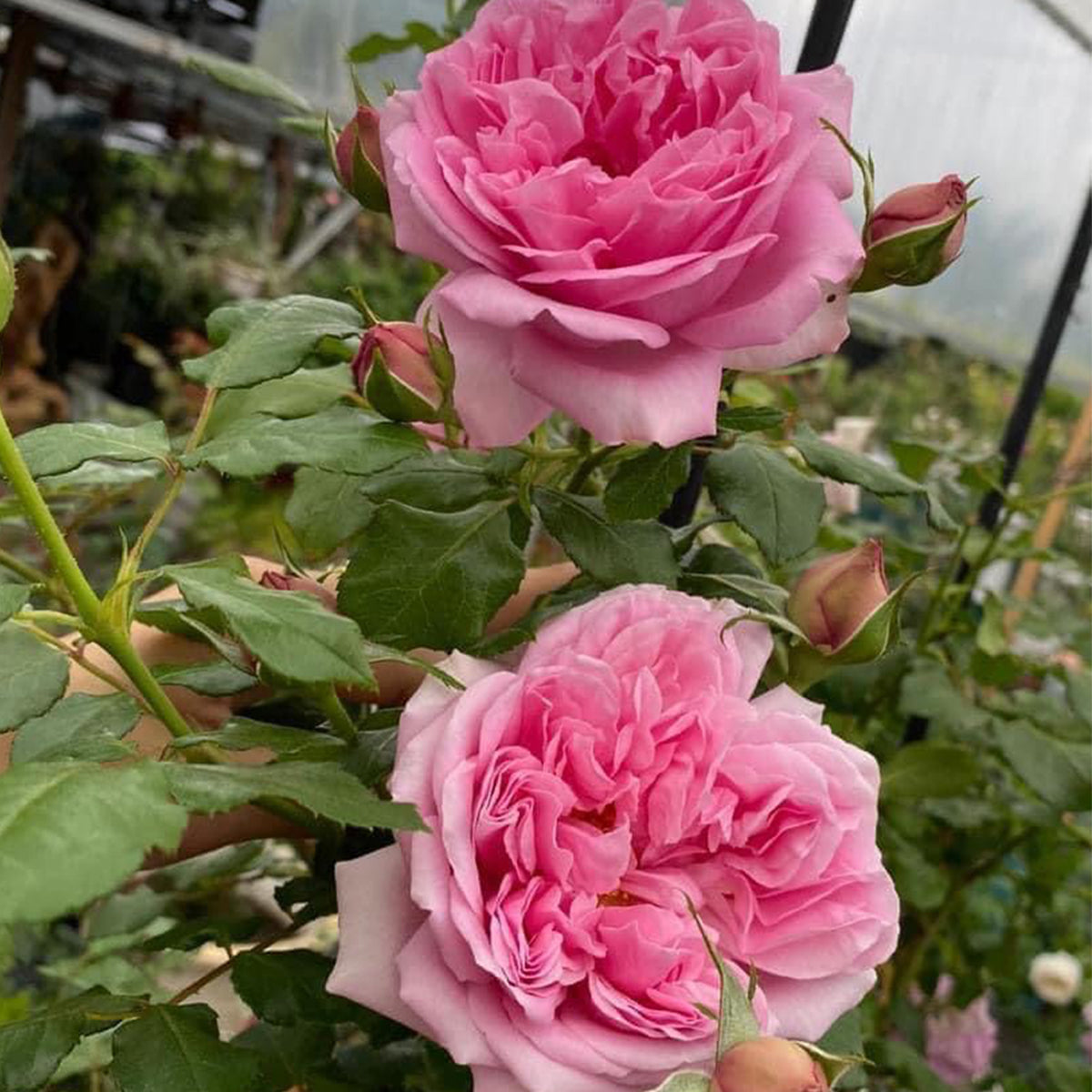 French Garden Shrub Rose Inspired by Pompadour