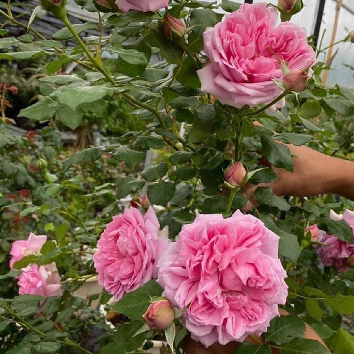 French Garden Shrub Rose Inspired by Pompadour