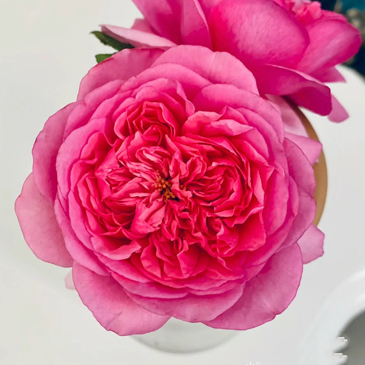 French Garden Shrub Rose Inspired by Pompadour