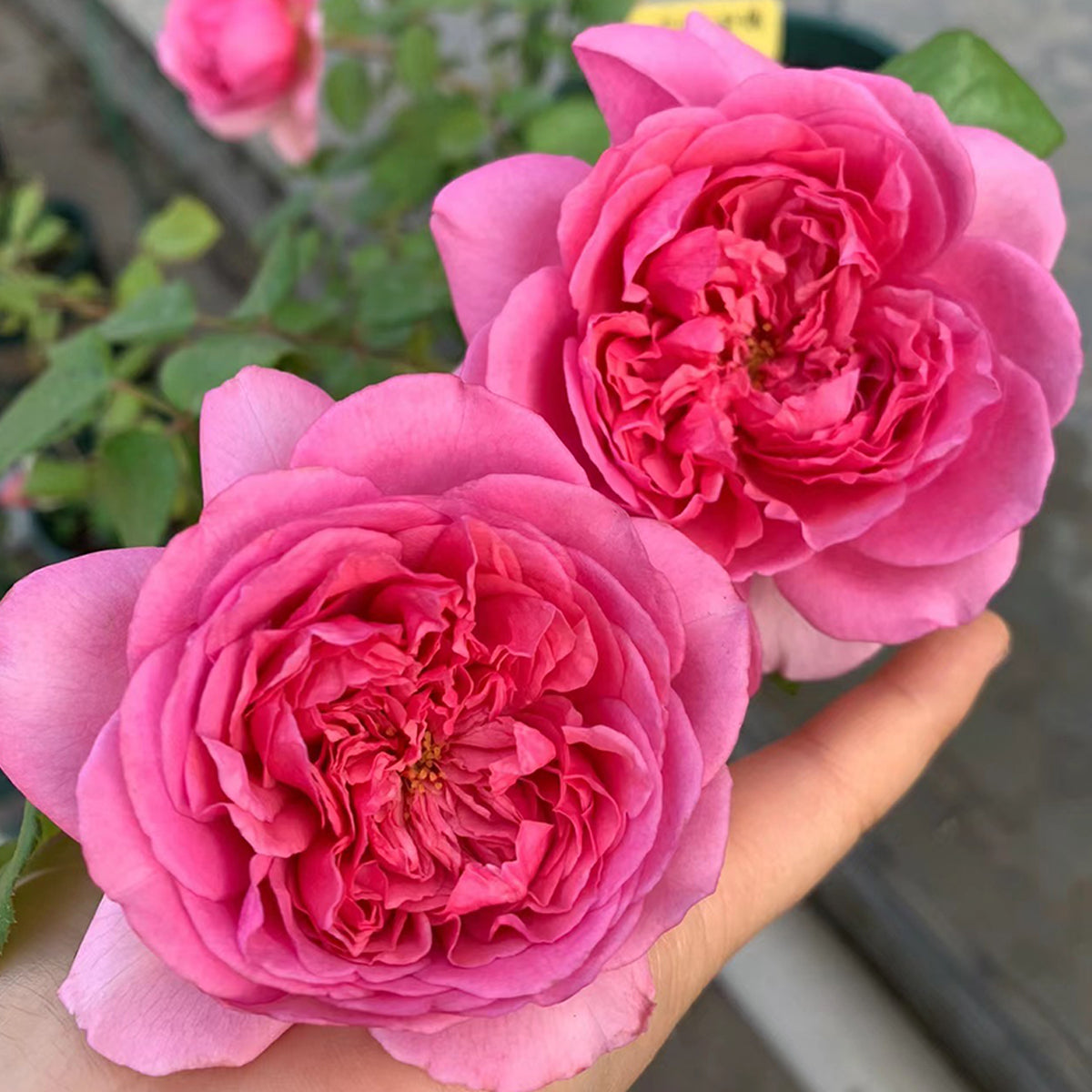 French Garden Shrub Rose Inspired by Pompadour