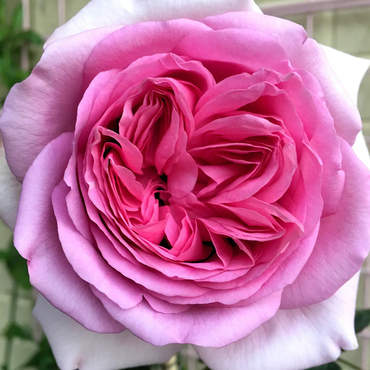 French Garden Shrub Rose Inspired by Pompadour