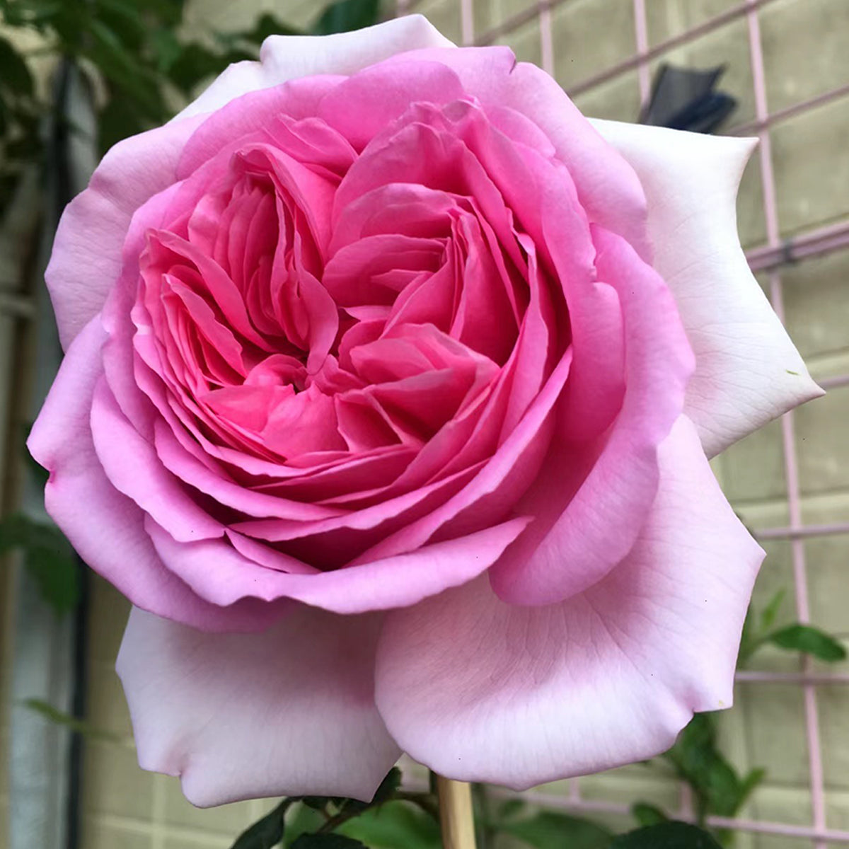 French Garden Shrub Rose Inspired by Pompadour