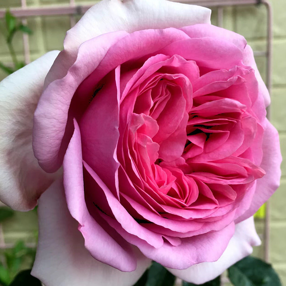French Garden Shrub Rose Inspired by Pompadour