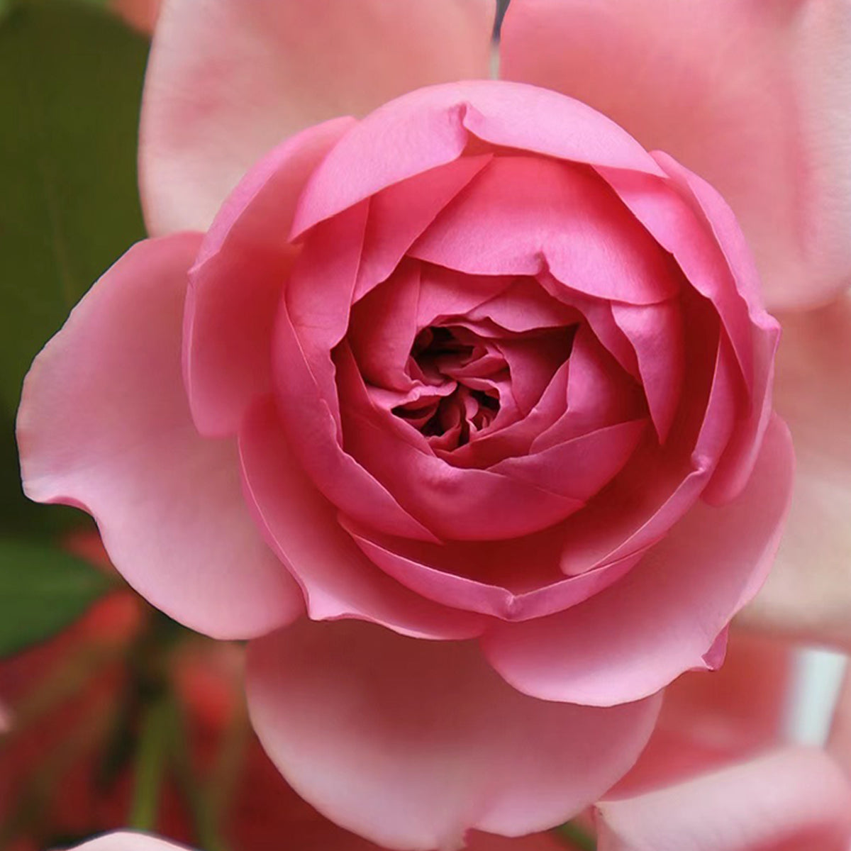 French Garden Shrub Rose Inspired by Pompadour