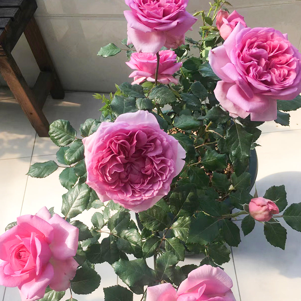 French Garden Shrub Rose Inspired by Pompadour