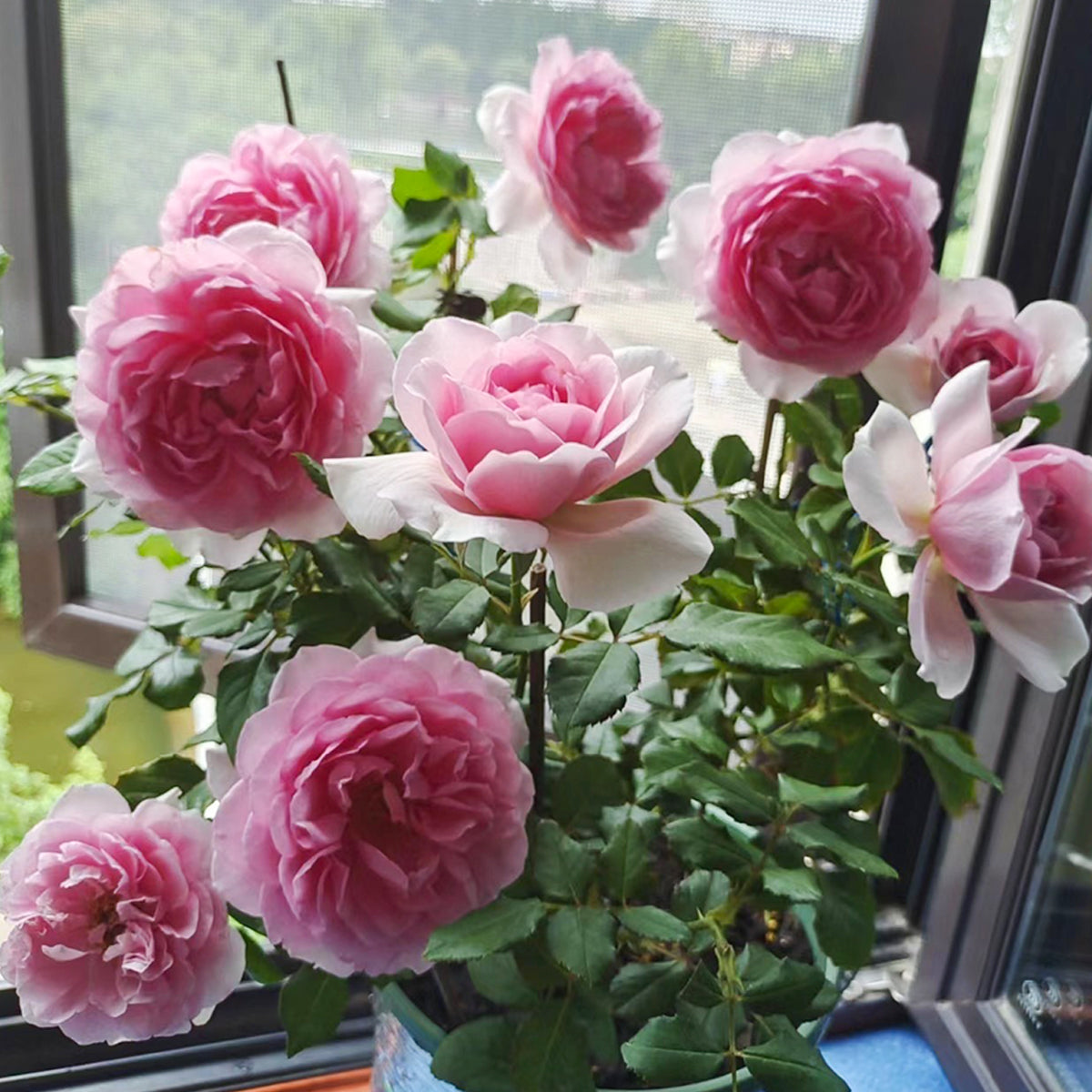 French Garden Shrub Rose Inspired by Pompadour