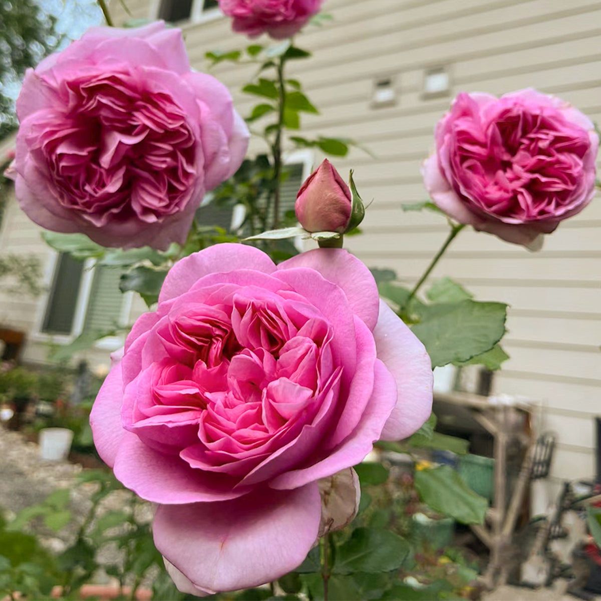 French Garden Shrub Rose Inspired by Pompadour