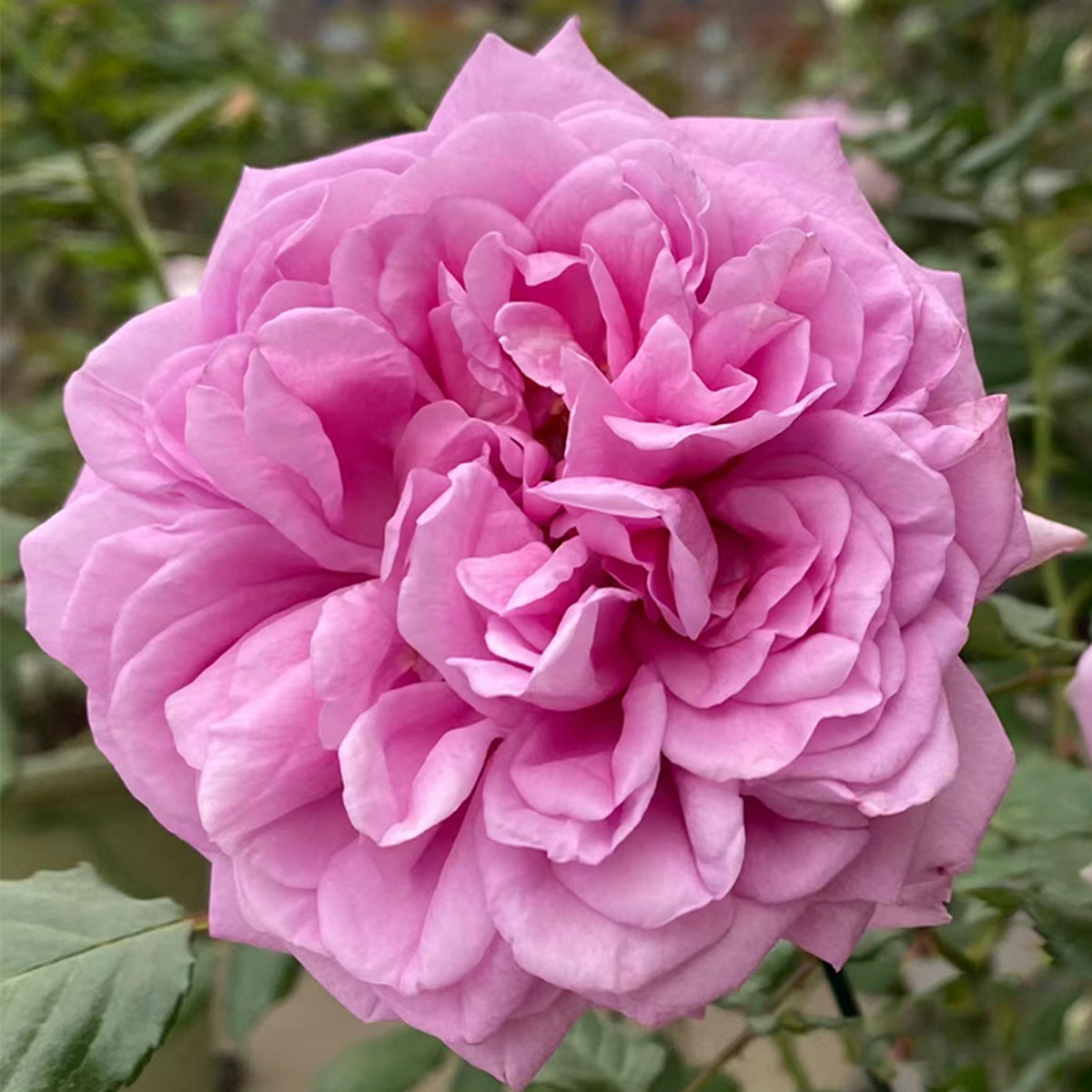 French Garden Shrub Rose Inspired by Pompadour