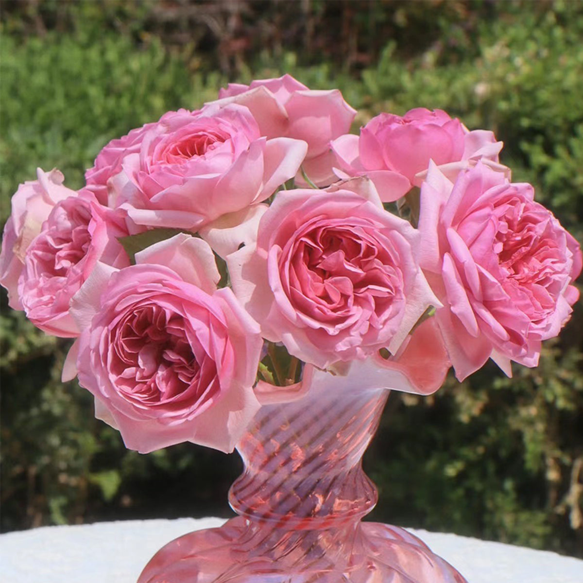 French Garden Shrub Rose Inspired by Pompadour